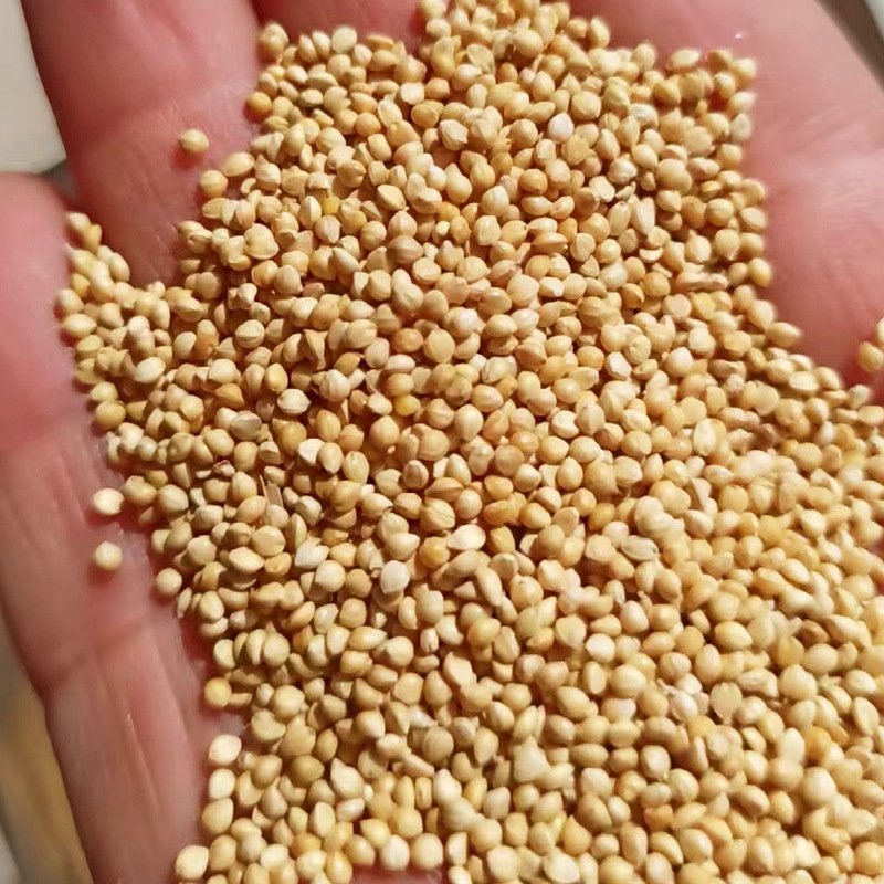 Animal Fodder Poultry Birds Feed Yellow Millet Seeds For Birds