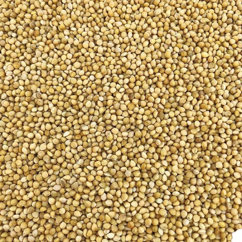 Animal Fodder Poultry Birds Feed Yellow Millet Seeds For Birds