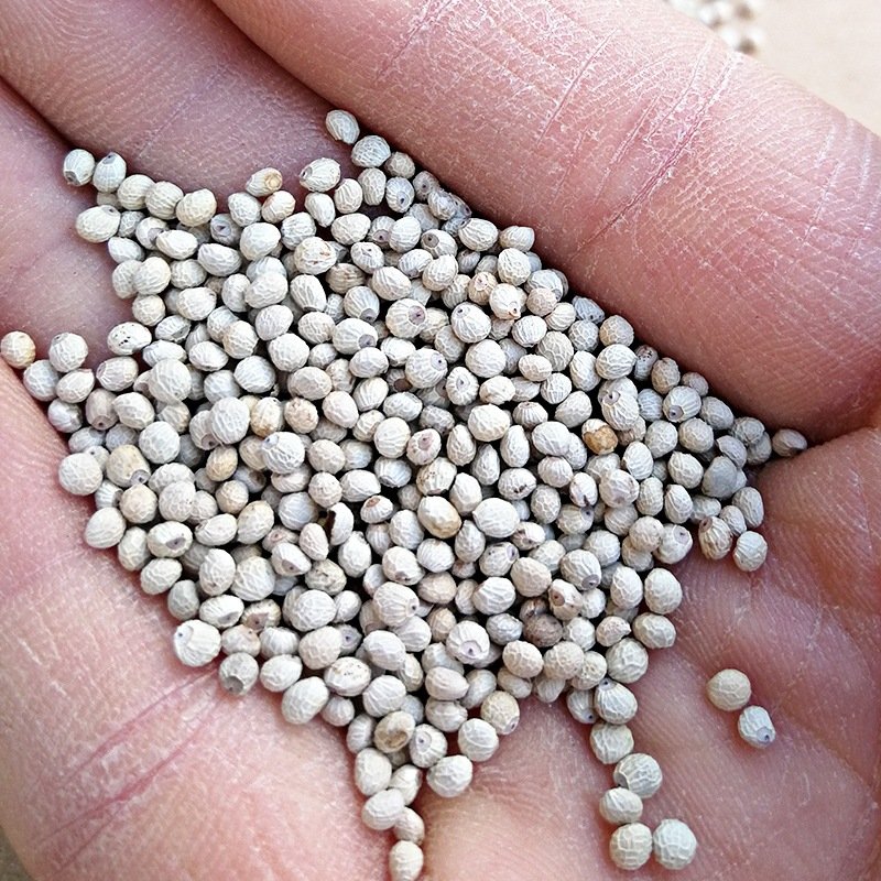 High Quality New Crop China Pet Foods Pigeon Seeds Animal Feed Bird Feed