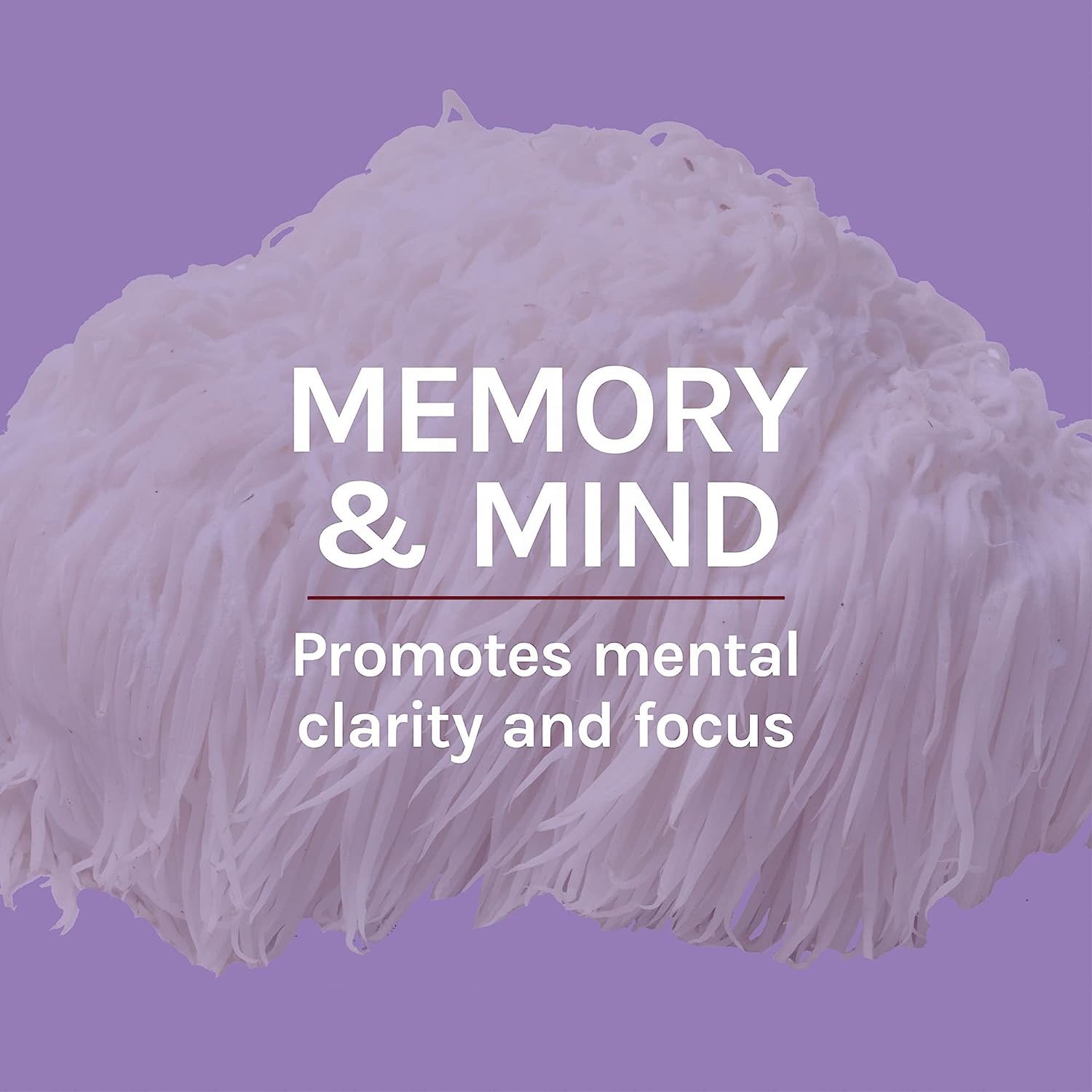 OEM memory & focus lions mane mushroom extract lions mane mushroom supplement lions mane mushroom capsule