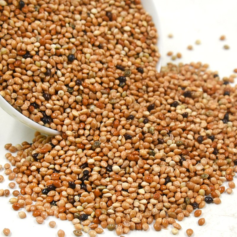 Broomcorn Millet Feeds Animal Bird Seed Mix Bird Food