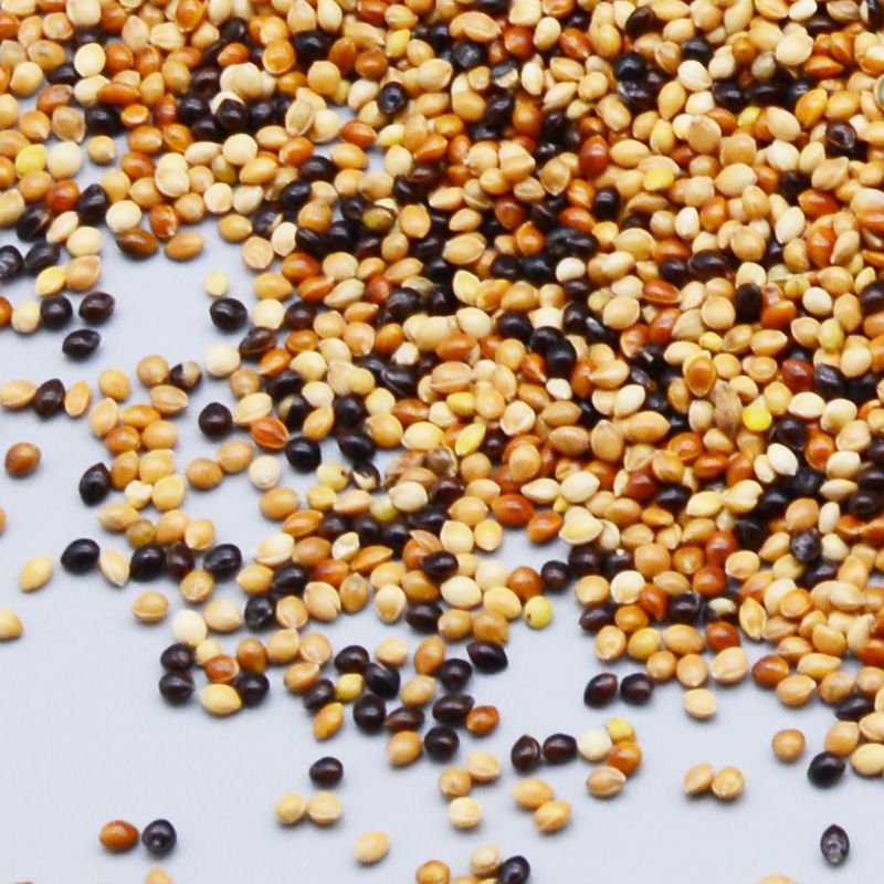 Broomcorn Millet Feeds Animal Bird Seed Mix Bird Food