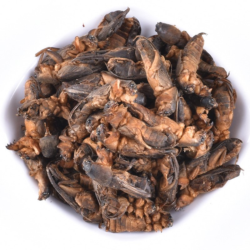 Dried Protein Animal Feed Bird Food Dry Mole Crickets