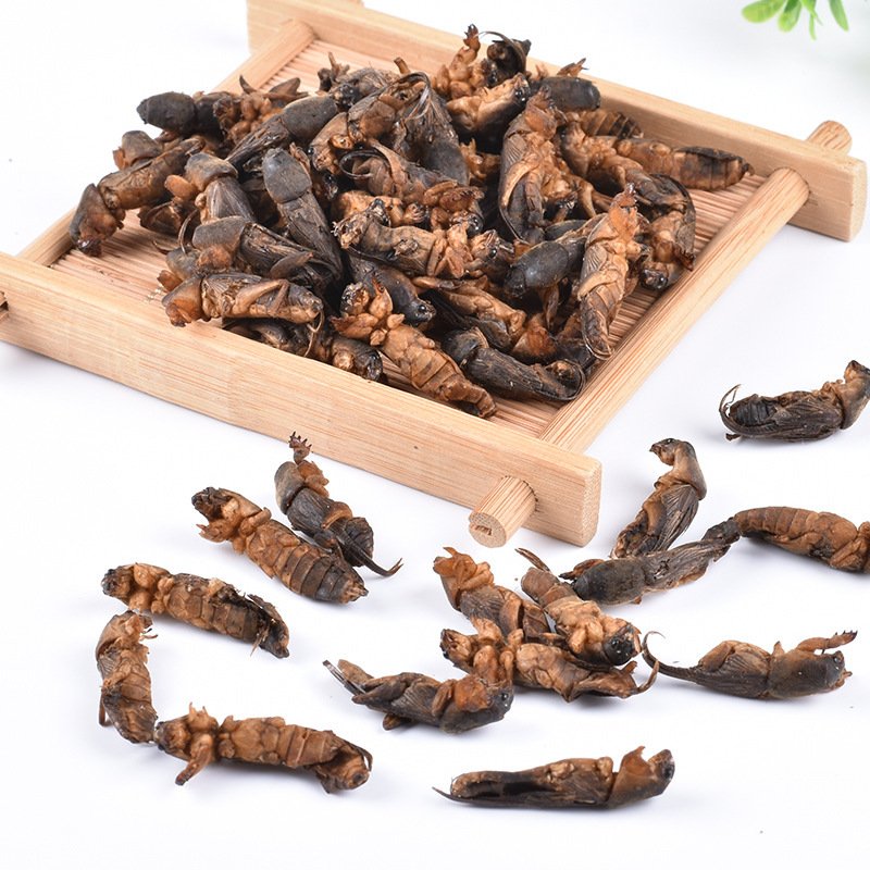 Dried Protein Animal Feed Bird Food Dry Mole Crickets