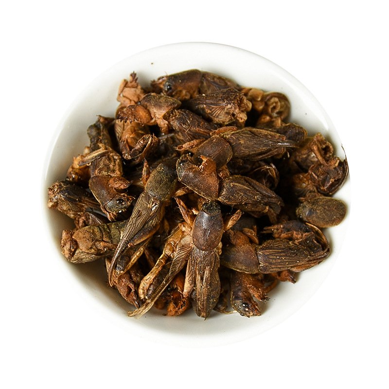 Dried Protein Animal Feed Bird Food Dry Mole Crickets
