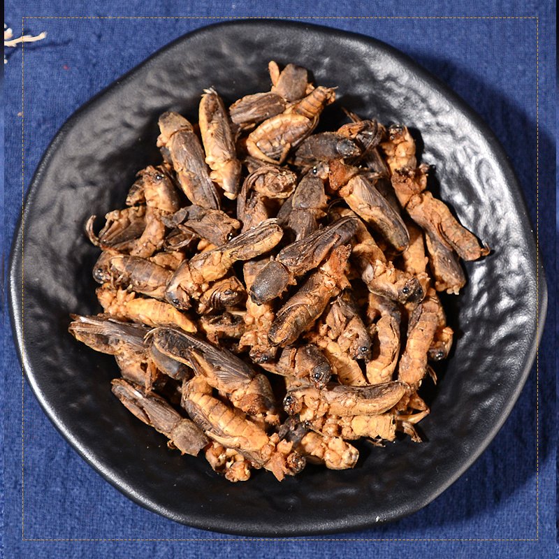 Dried Protein Animal Feed Bird Food Dry Mole Crickets