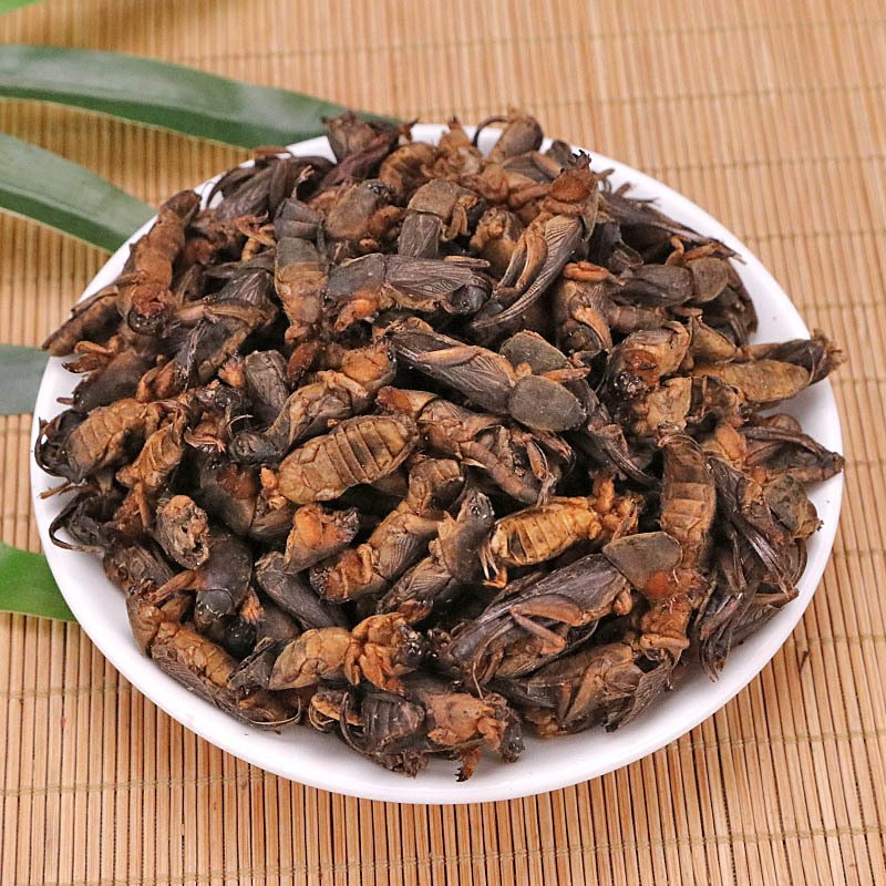 Dried Protein Animal Feed Bird Food Dry Mole Crickets