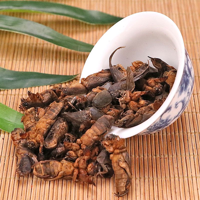 Dried Protein Animal Feed Bird Food Dry Mole Crickets