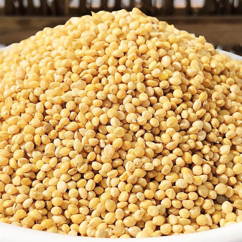 Bird Food Seed Fodder Yellow Millet Broom Corn Millet For Bird Feed