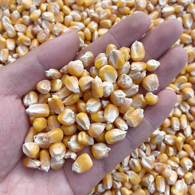 Animal Feed Bird Feed Maize Seeds In China CORN FEED
