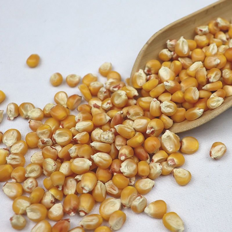 Animal Feed Bird Feed Maize Seeds In China CORN FEED