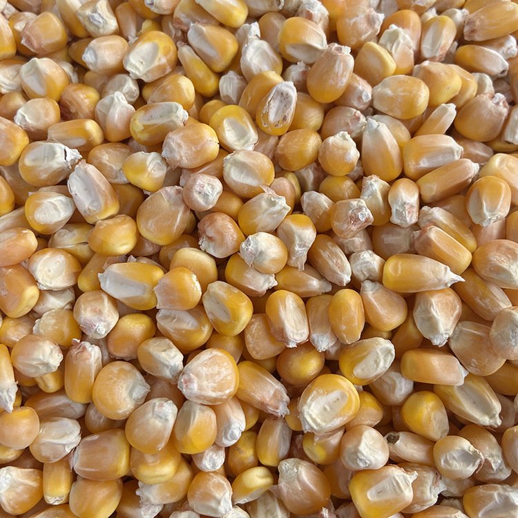 Animal Feed Bird Feed Maize Seeds In China CORN FEED