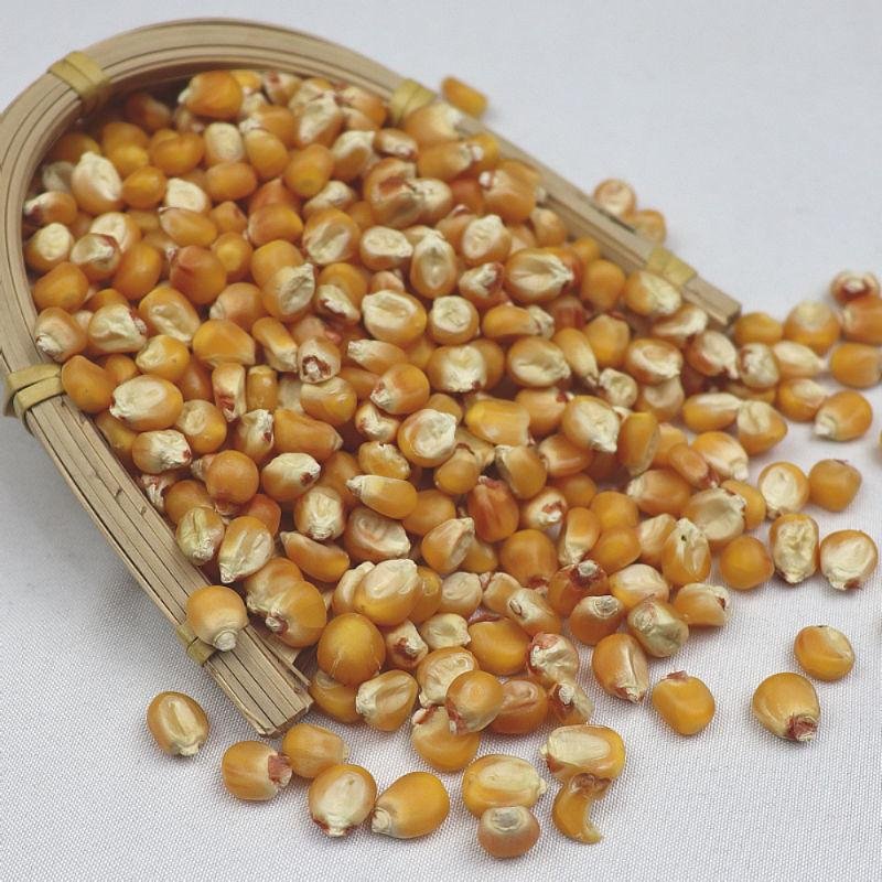 Animal Feed Bird Feed Maize Seeds In China CORN FEED