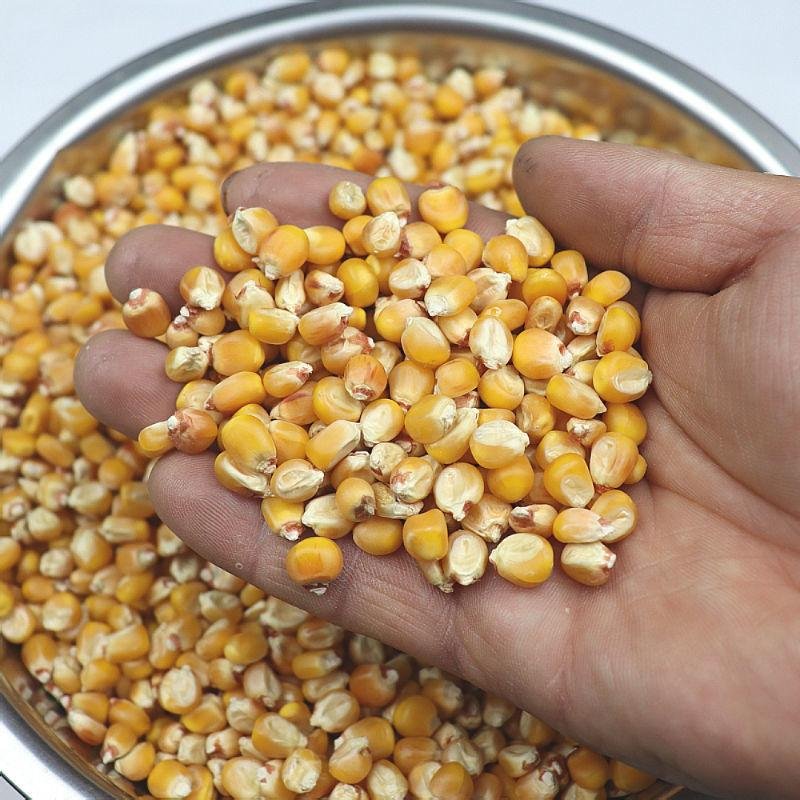 Animal Feed Bird Feed Maize Seeds In China CORN FEED