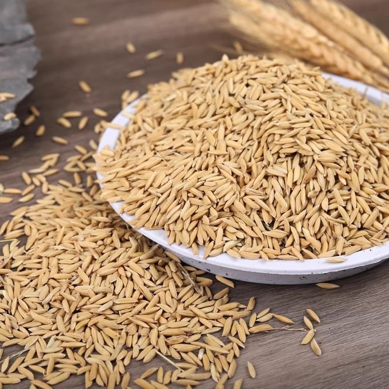 Wholesale Wild Bird Seed Feed Grain Bird Bodder Paddy Seed High Bird Pigeon Seeds
