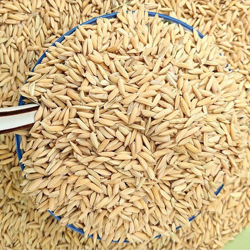 Wholesale Wild Bird Seed Feed Grain Bird Bodder Paddy Seed High Bird Pigeon Seeds