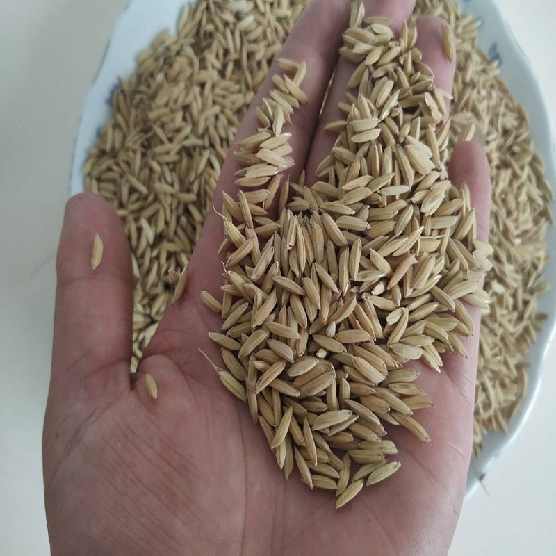 Wholesale Wild Bird Seed Feed Grain Bird Bodder Paddy Seed High Bird Pigeon Seeds