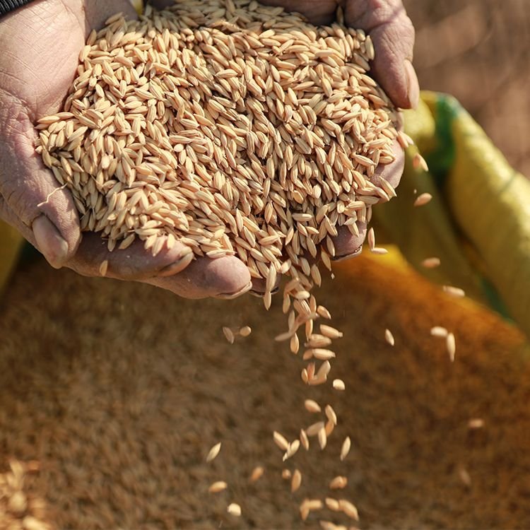 Wholesale Wild Bird Seed Feed Grain Bird Bodder Paddy Seed High Bird Pigeon Seeds