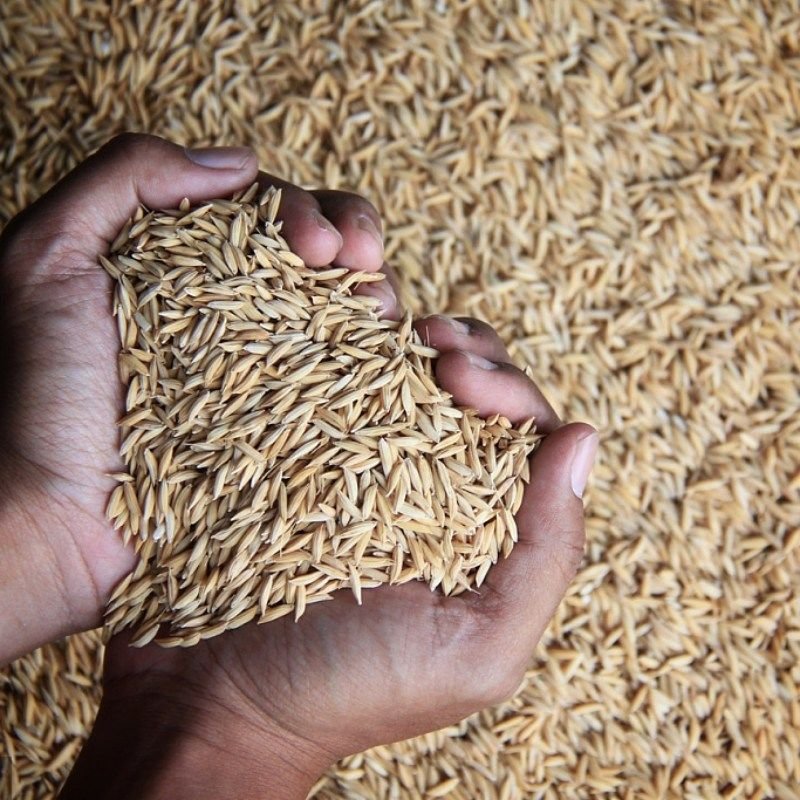 Wholesale Wild Bird Seed Feed Grain Bird Bodder Paddy Seed High Bird Pigeon Seeds
