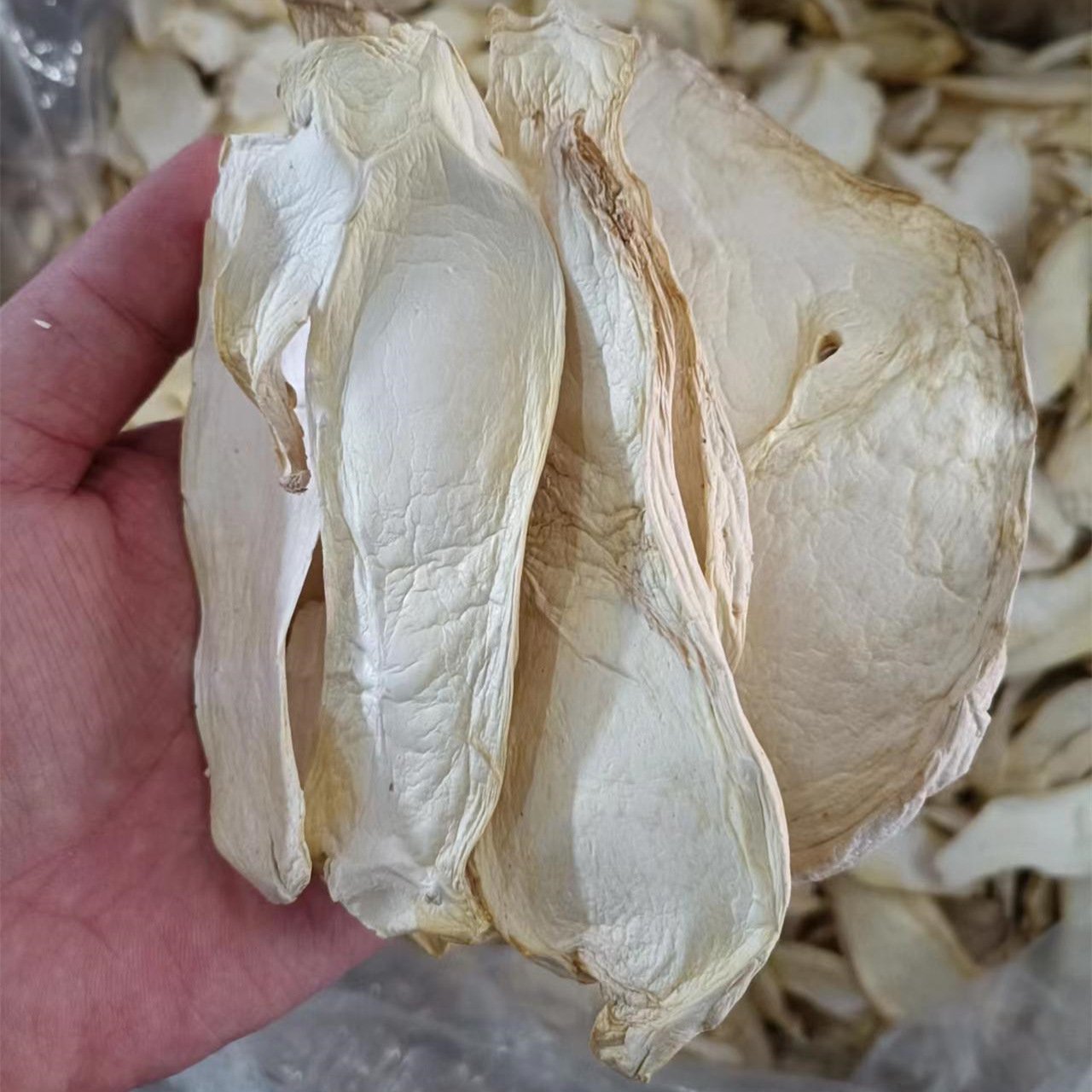 China Edible Fungi King Trumpet Mushroom Dried Pleurotus Eryngii Dehydrated Apricot Abalone Mushroom Slices