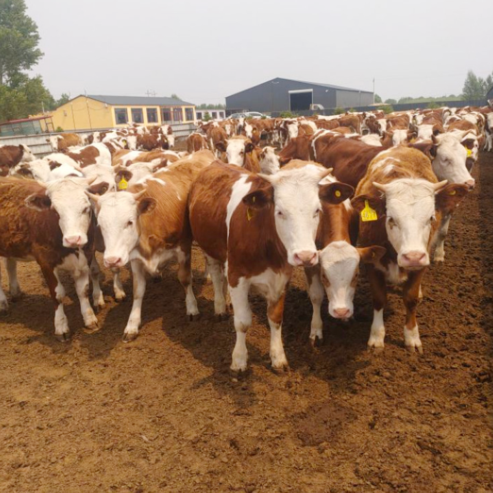 2024 New Intelligent Farmed Cow Stomach Capsule Health Monitoring Mini 40G Ai Bio Capsule Low Power Consumption 1000Mah Battery