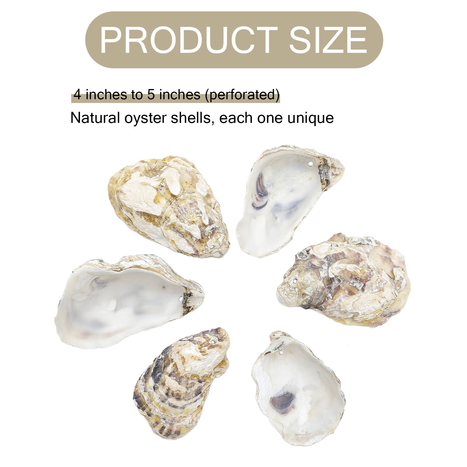 Oyster Shells DRILLED Bulk Craft Ornaments for Bridesmaid Beach Craft Trinket Dish Decoupage Wedding Place Card