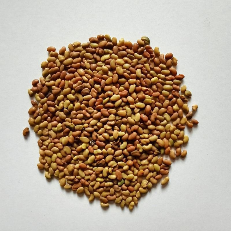 Pigeon Bird Food Seed Alfalfa Seeds
