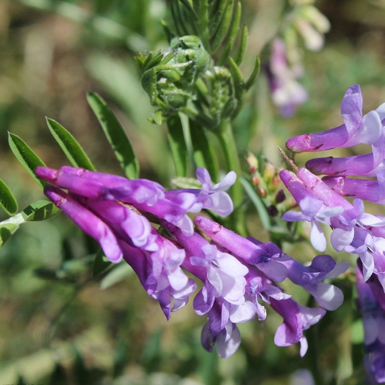 Pigeon Bird Food Seed Alfalfa Seeds