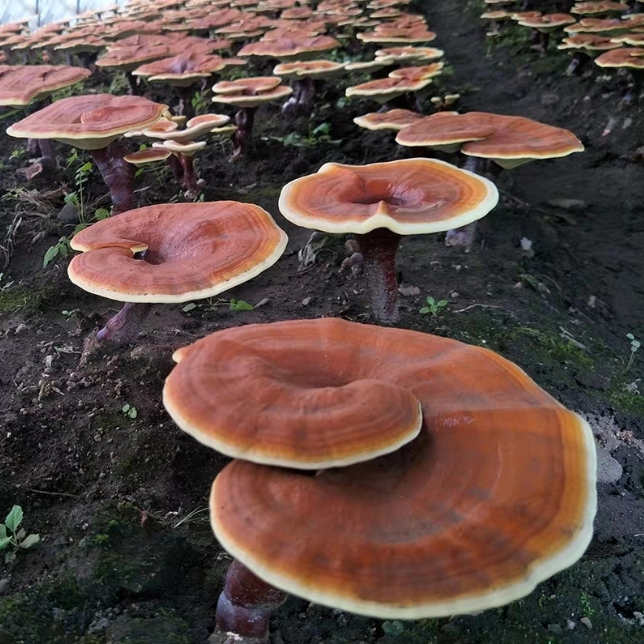 Competitive Price Good Quality Reishi Mushroom Powder