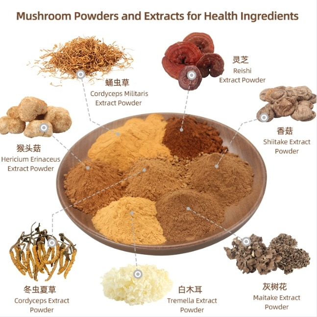 Competitive Price Good Quality Reishi Mushroom Powder