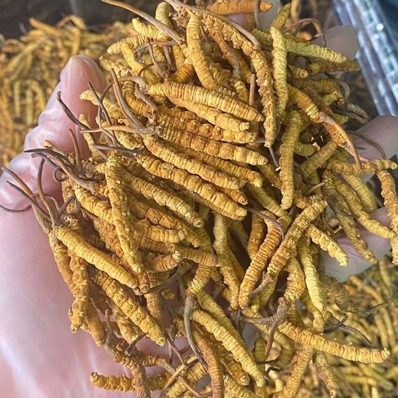 Traditional Chinese Medicine Herb Dried Caterpillar Fungus Tibetan Cordyceps