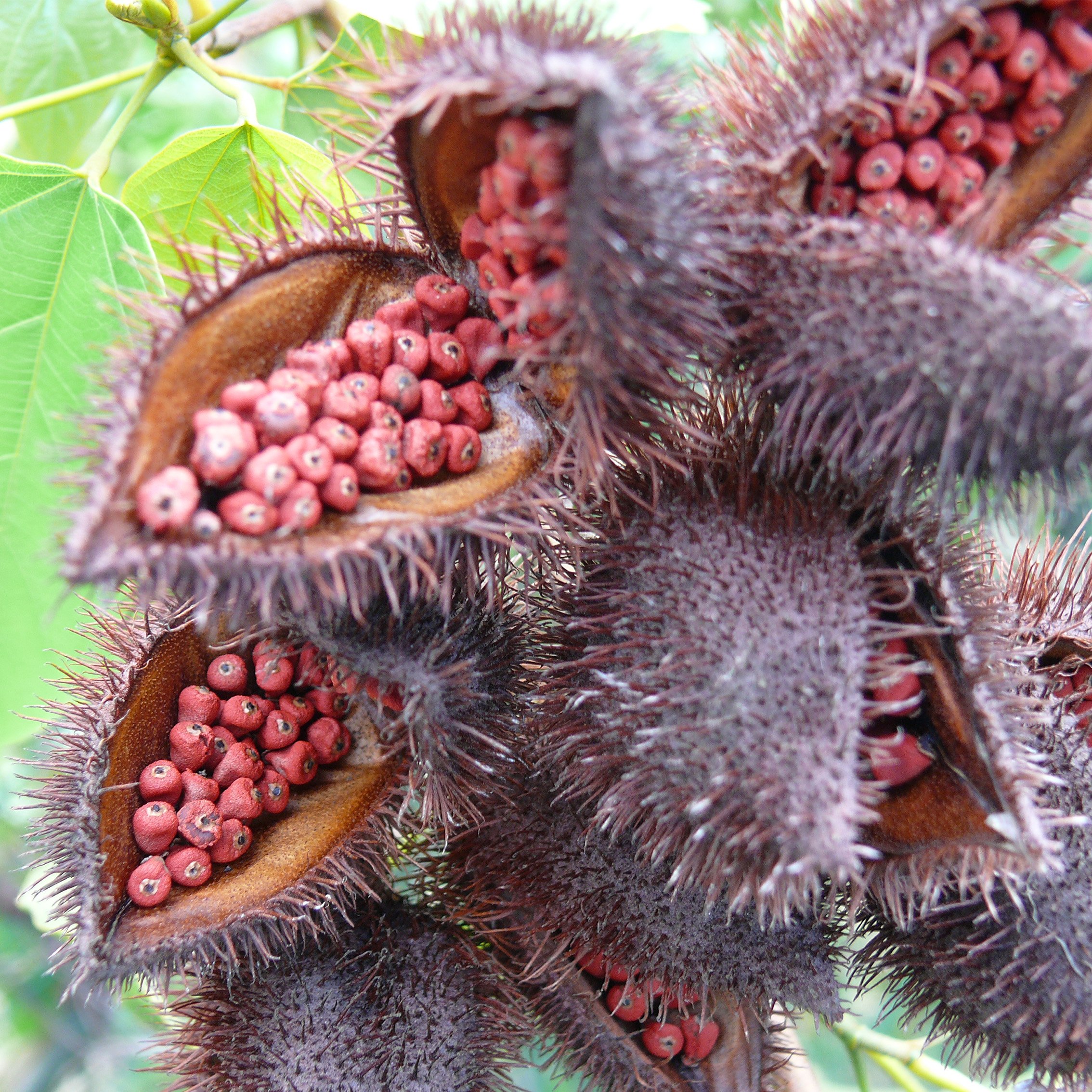 Best Selling Bixa Orellana Seed Oil With Better Bixa Orellana Seed Free Sample ISO Halal Certificate For Food Supplement