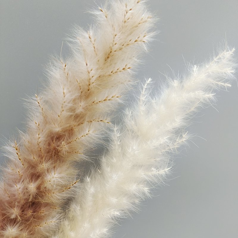 Hot Selling Yunnan Wholesale Natural Dried Flowers 15pcs/pack Small Pampas Grass Decor