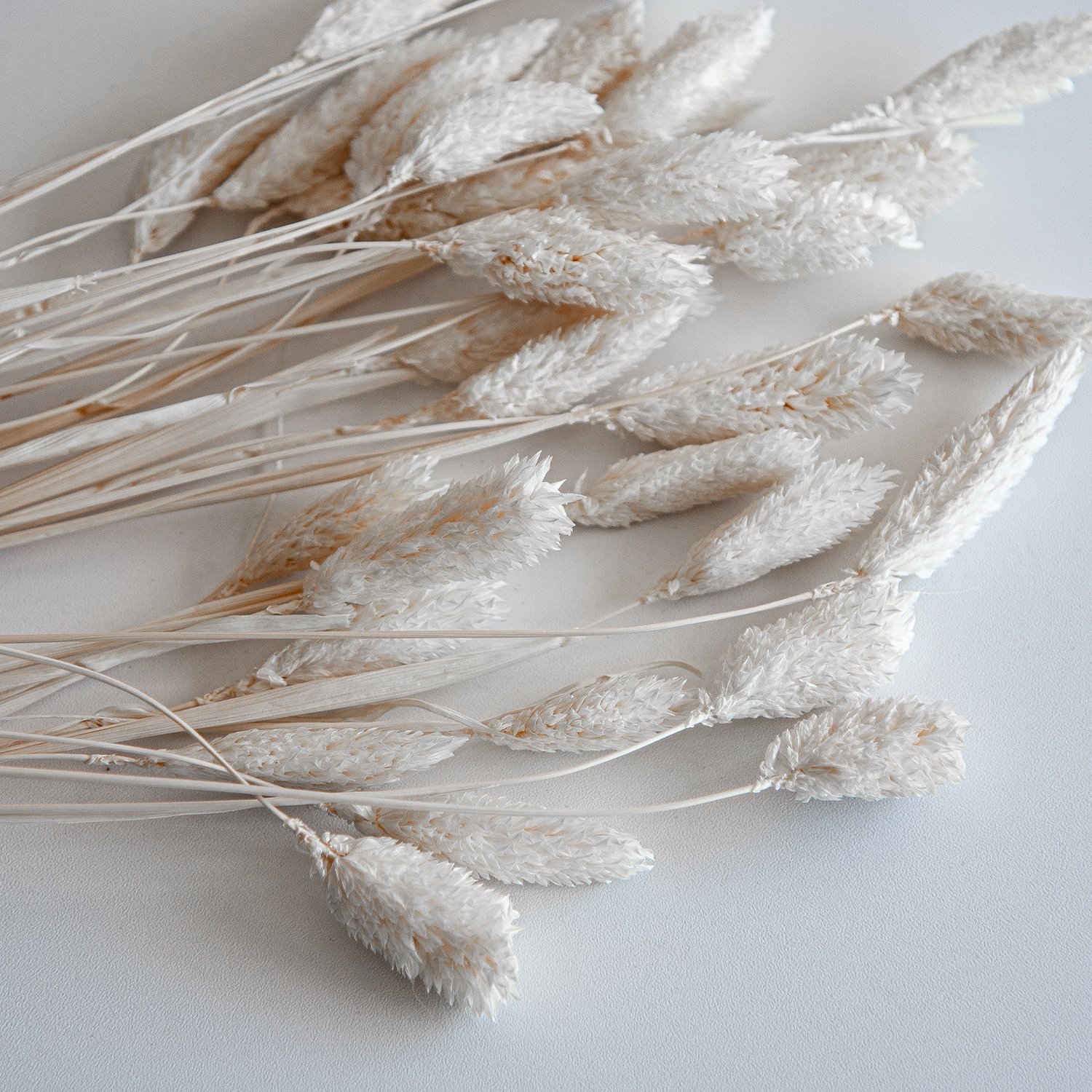 wholesale white Natual Dried Phalaris Flower Small Dried Gem Grass Phalaris Grass
