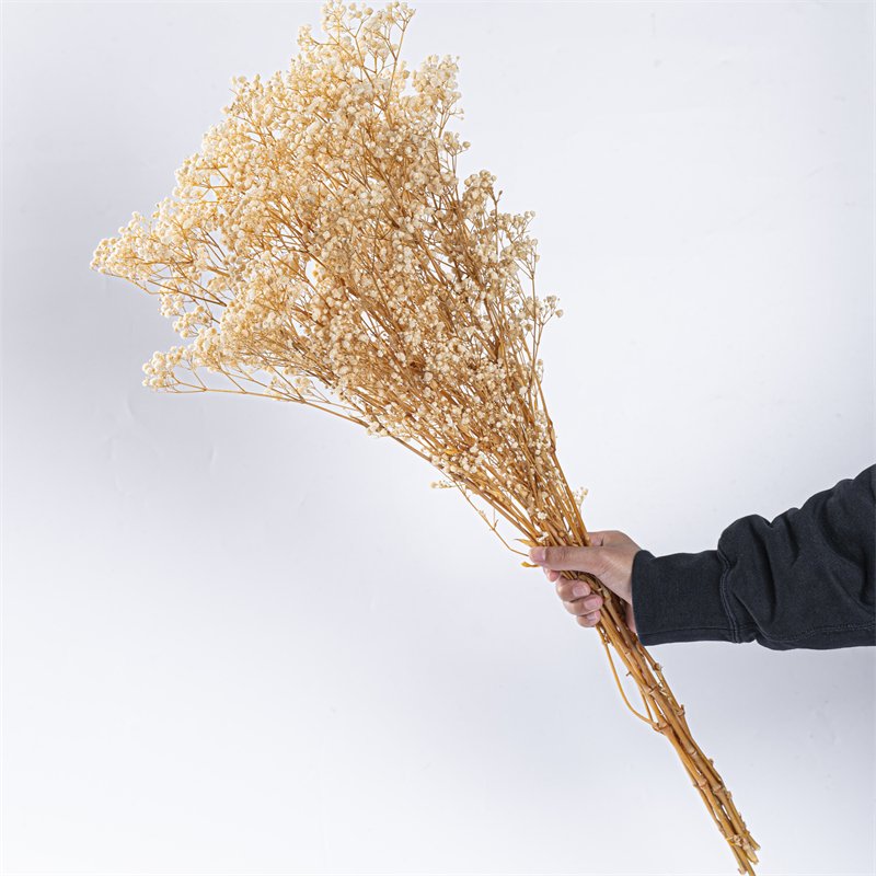 natural dried white gypsophila paniculata flower preserved baby's breath baby breath flowers for wedding home events decorations