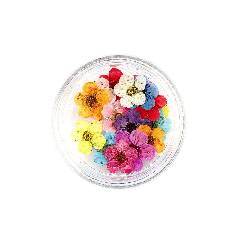20 pcs Little Box Packs Pressed and Dried Little Plum Flowers for Nail Resin Crafts Decorated
