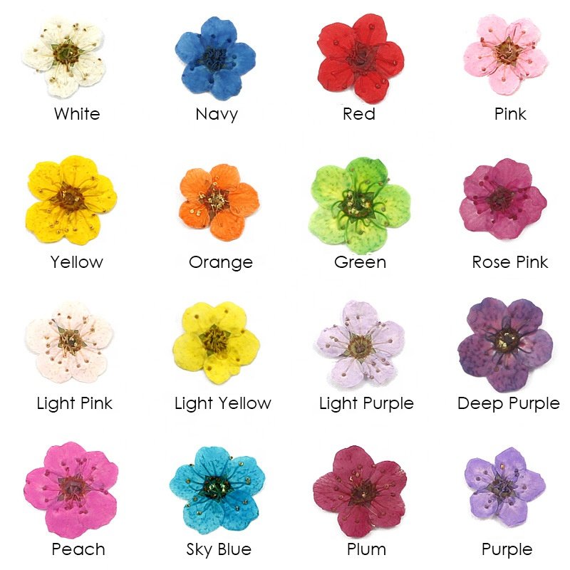 20 pcs Little Box Packs Pressed and Dried Little Plum Flowers for Nail Resin Crafts Decorated
