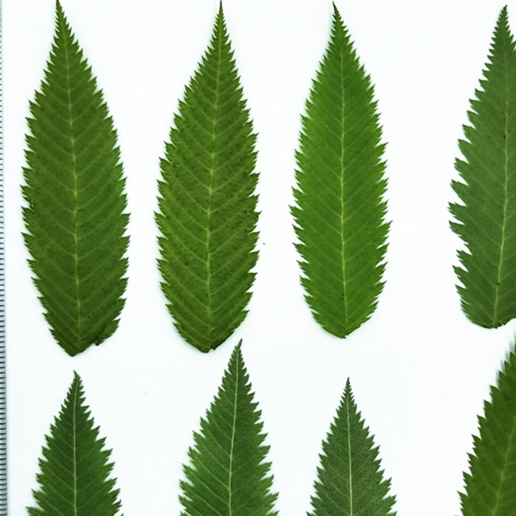 I641 Snow Willow Leaves Dried Flower Leaves Bookmarks Real Leaves Pressed Plants
