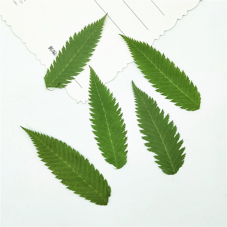 I641 Snow Willow Leaves Dried Flower Leaves Bookmarks Real Leaves Pressed Plants