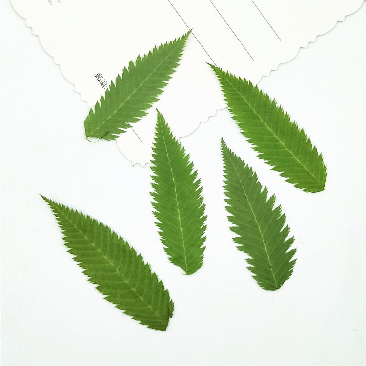 I641 Snow Willow Leaves Dried Flower Leaves Bookmarks Real Leaves Pressed Plants