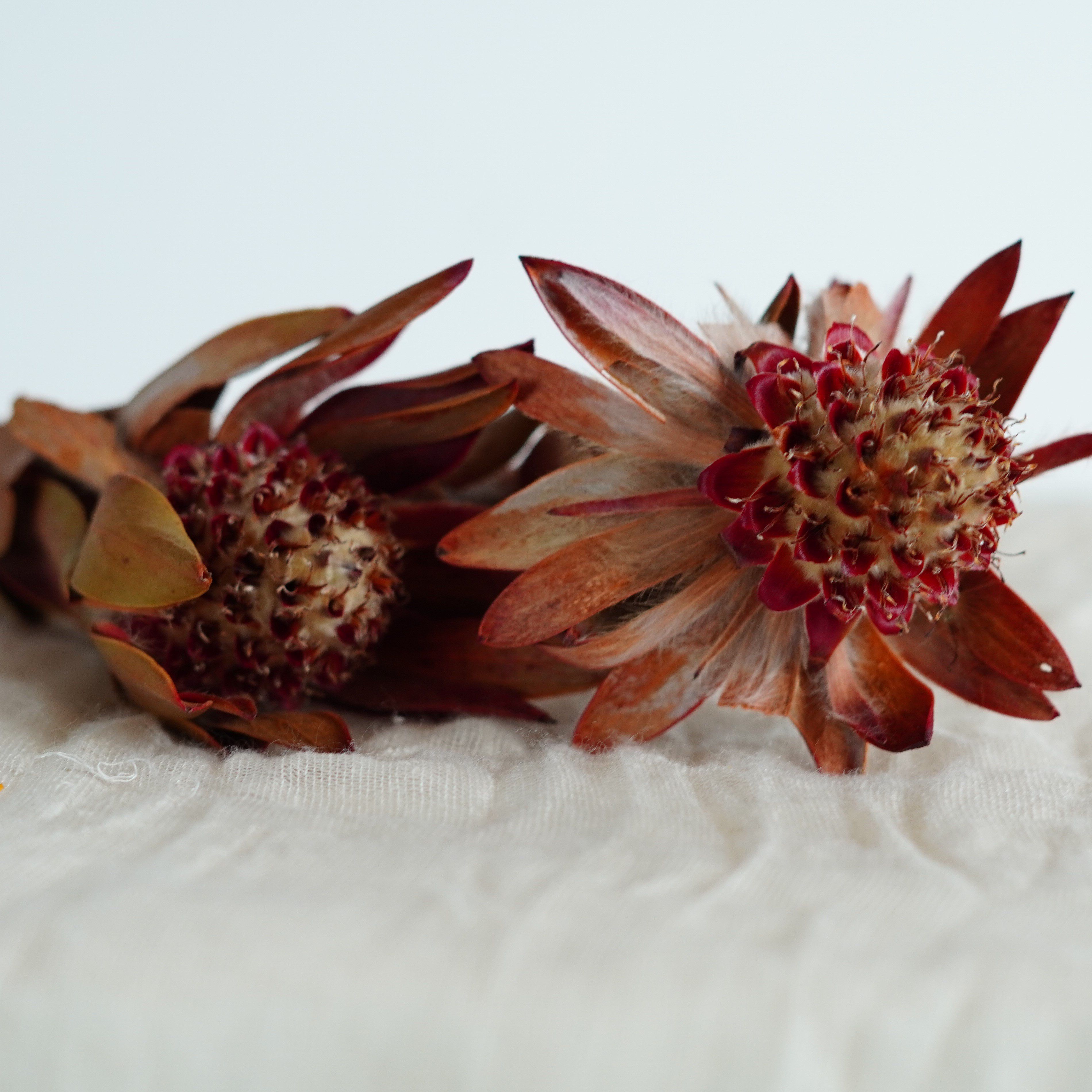 Dried Phoenix Flower, Dried Flowers, Wedding flowers, Home decor