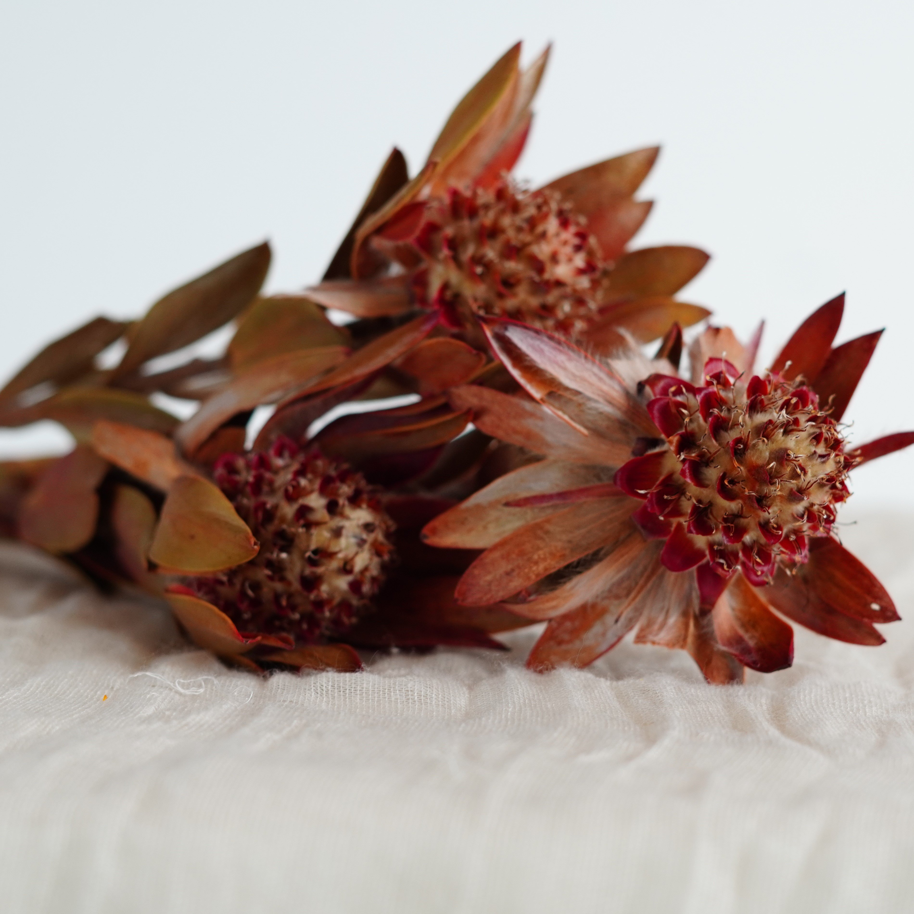 Dried Phoenix Flower, Dried Flowers, Wedding flowers, Home decor
