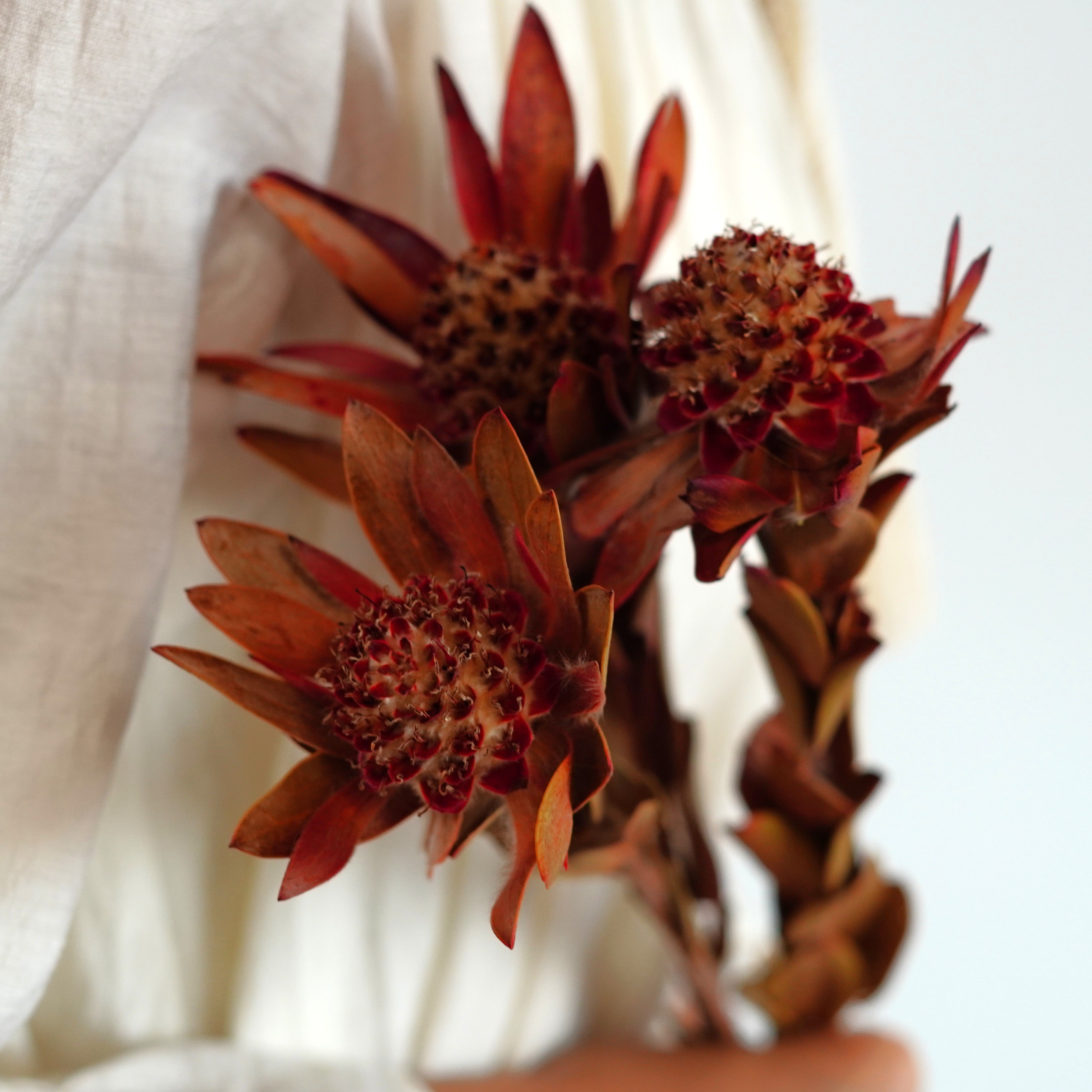 Dried Phoenix Flower, Dried Flowers, Wedding flowers, Home decor