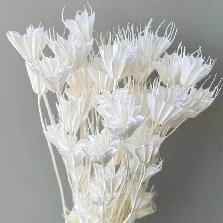 Natural Decorative Flower Dried Octagon Flower Everlasting Star Anise Flower for Home Decorflower Arrangements