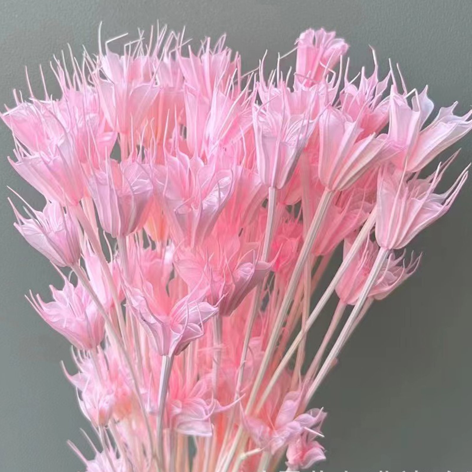 Natural Decorative Flower Dried Octagon Flower Everlasting Star Anise Flower for Home Decorflower Arrangements