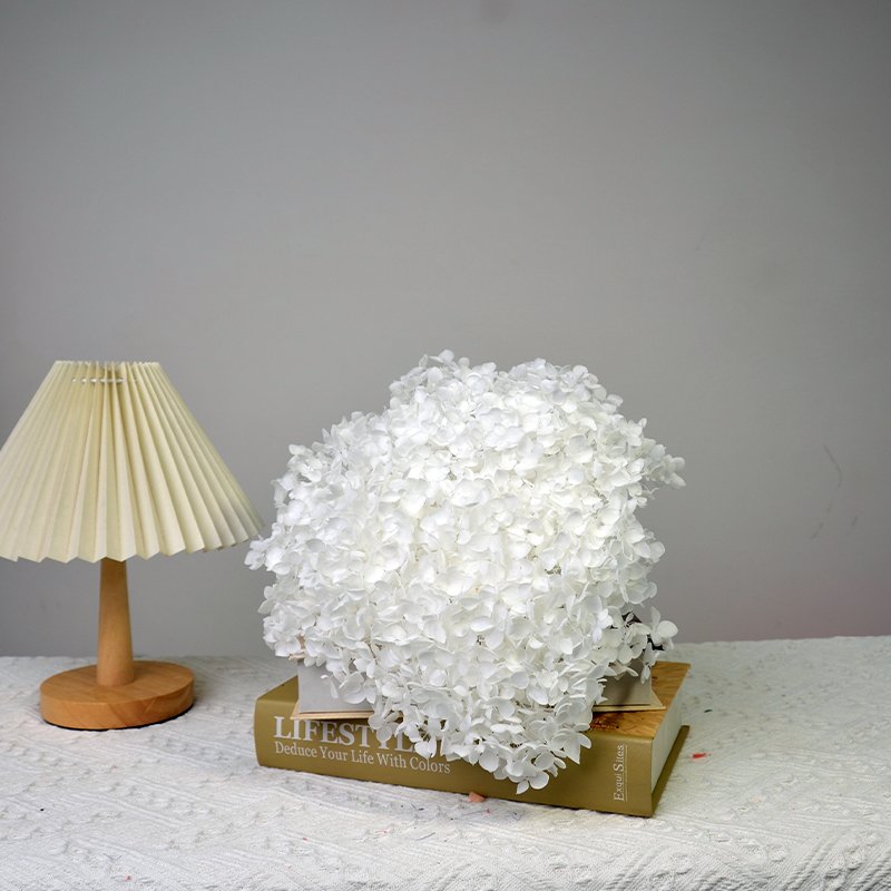 AX-90 Large Premium Preserved Cream Full Bloomed Hydrangea Preserved Hydrangea
