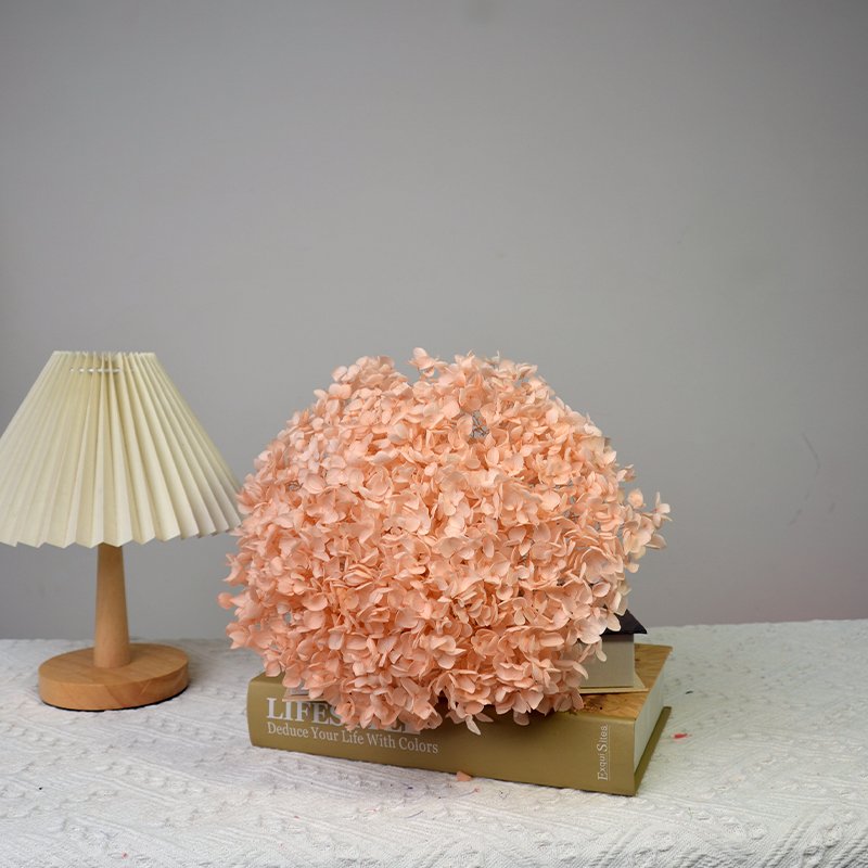 AX-90 Large Premium Preserved Cream Full Bloomed Hydrangea Preserved Hydrangea