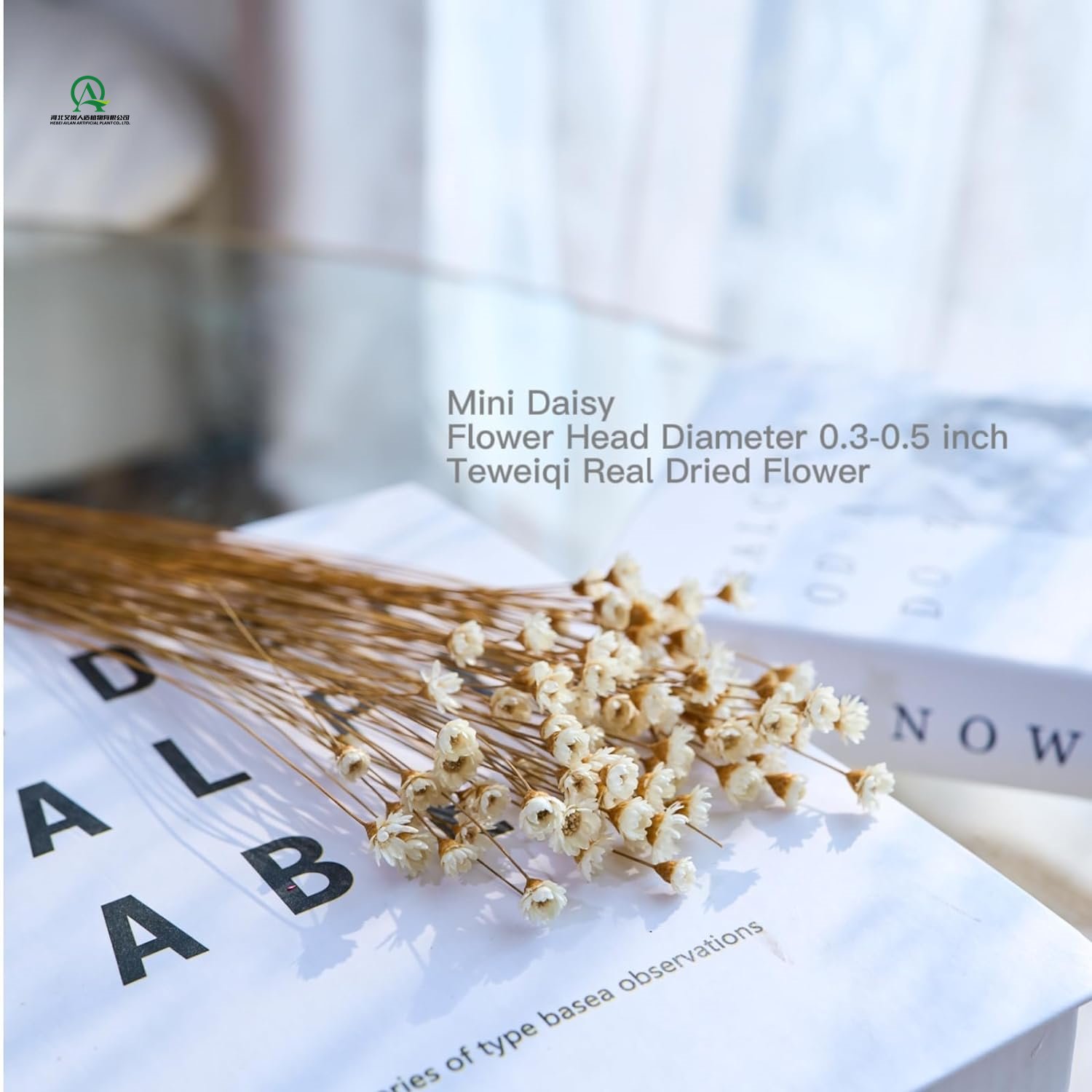 50pcs Natural Dried beige Flowers Brazilian Small Star Daisy Dried Decorative Mini Chamomile Bouquet for Wedding Floral Decor