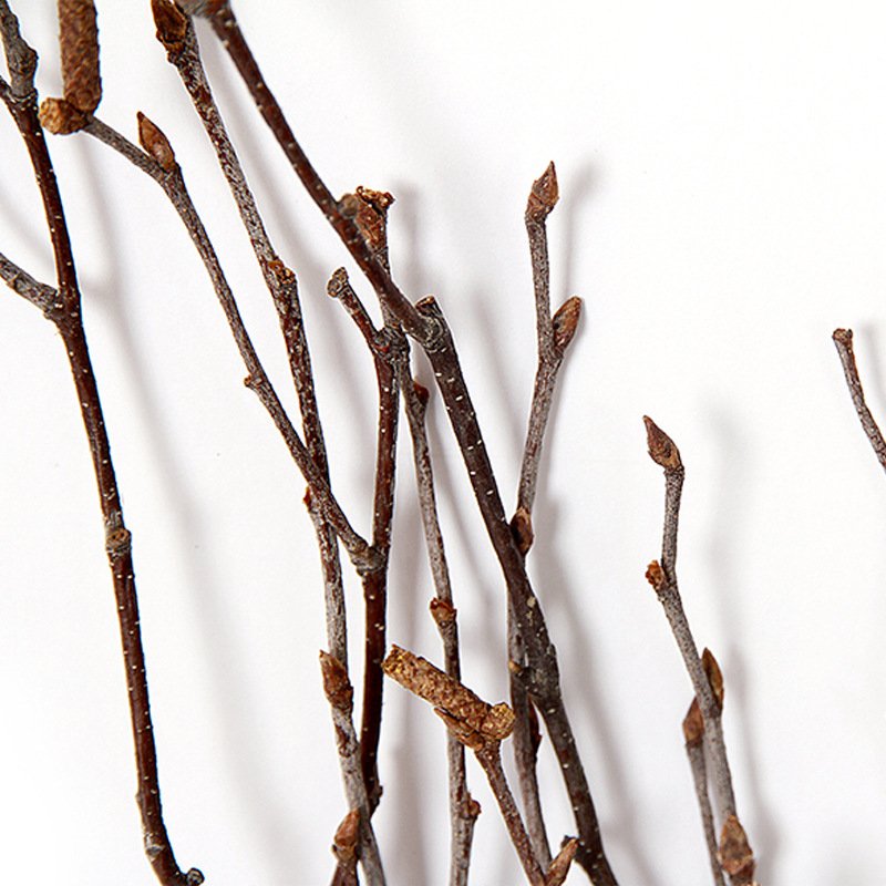 Cheap natural tree branches white birch branches dried flower for home tabletop vase decoration