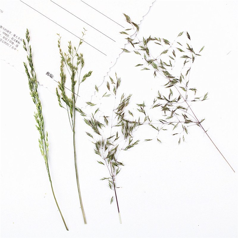 Grass Spikes Dry Plants Leaves Diy Decoration Material Diy Material Pack